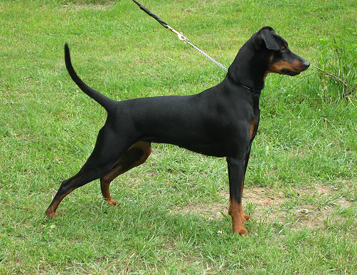 Multichampion Xitamiz Olivia